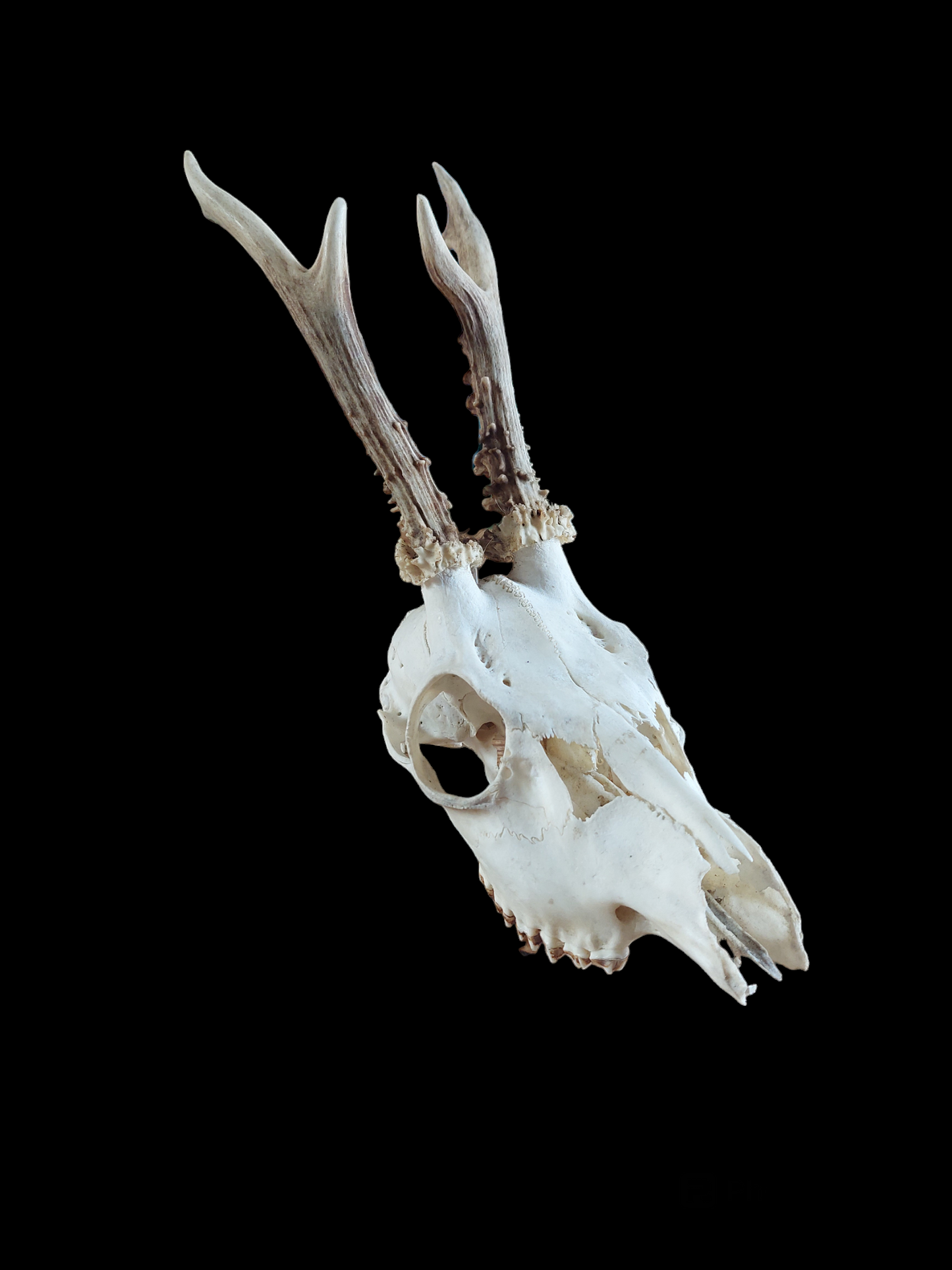 Roe buck upper skull #9, B-quality