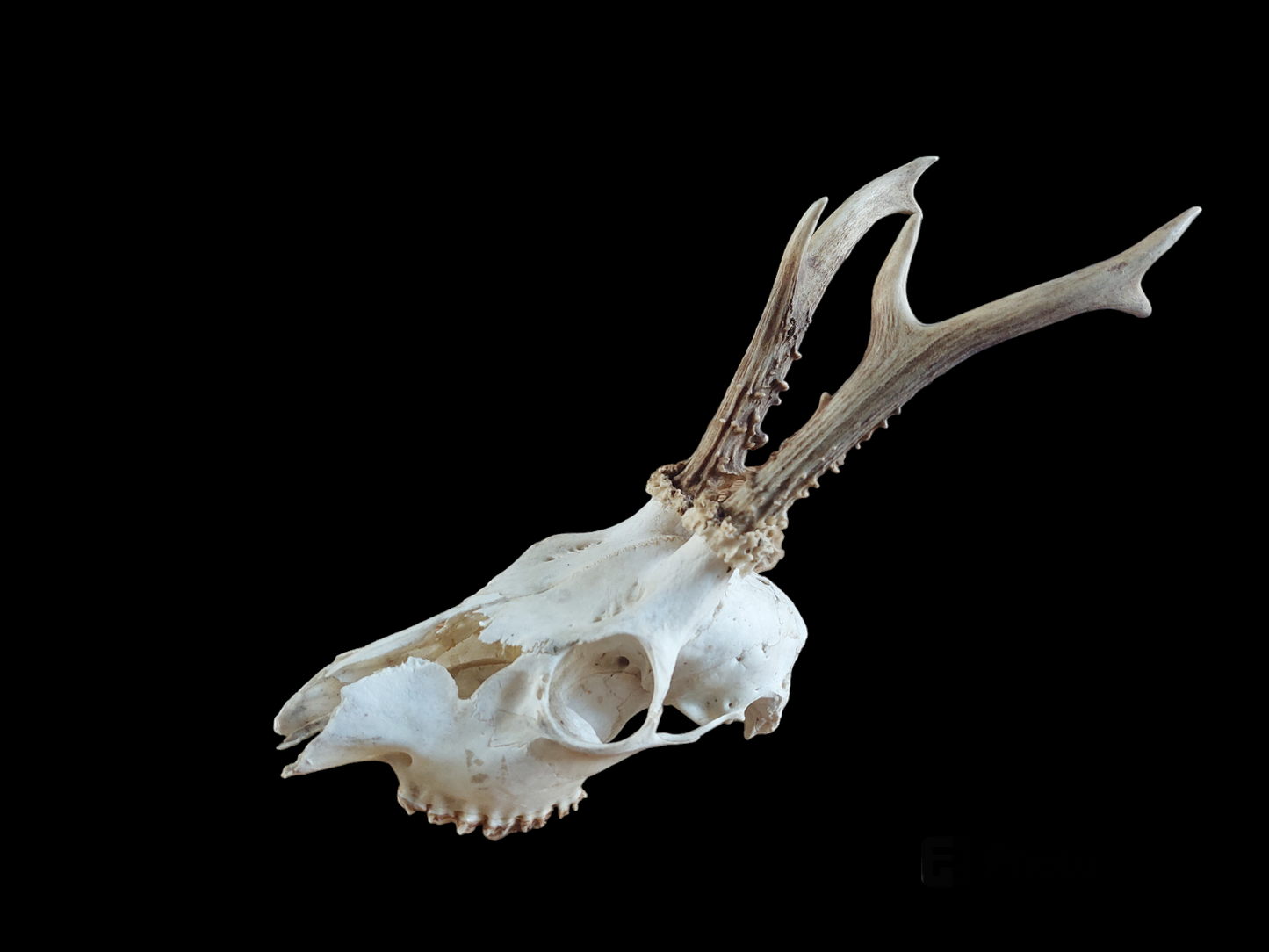 Roe buck upper skull #9, B-quality