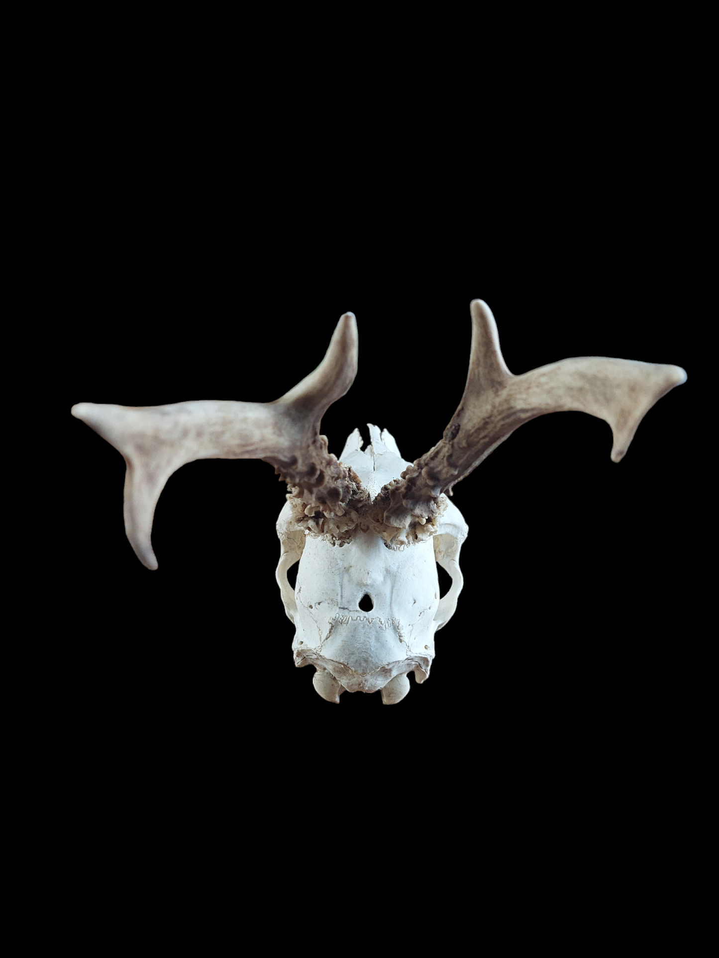 Roe buck upper skull #9, B-quality