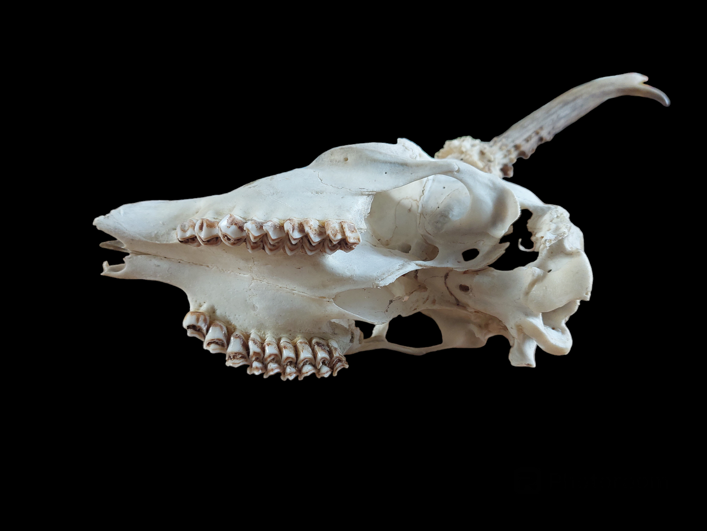 Roe buck upper skull #9, B-quality