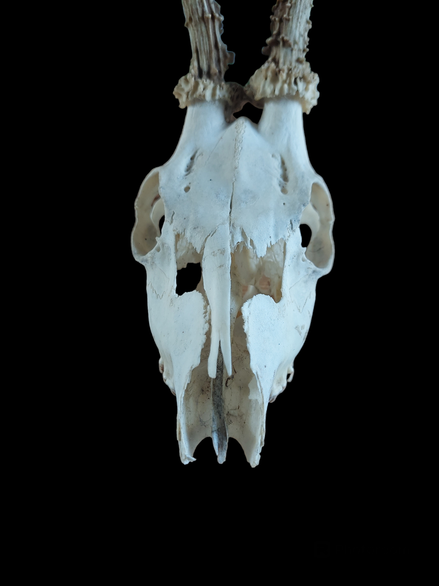 Roe buck upper skull #9, B-quality