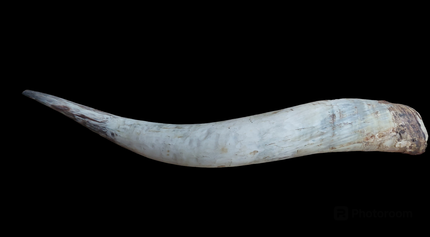 Watusi horn