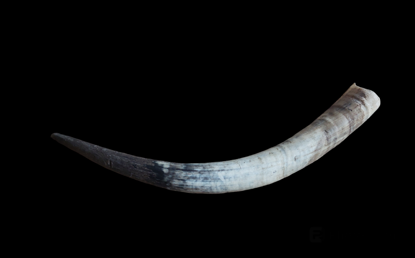 Watusi horn