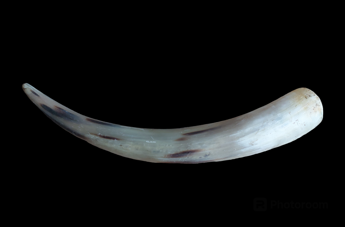 Cow horn