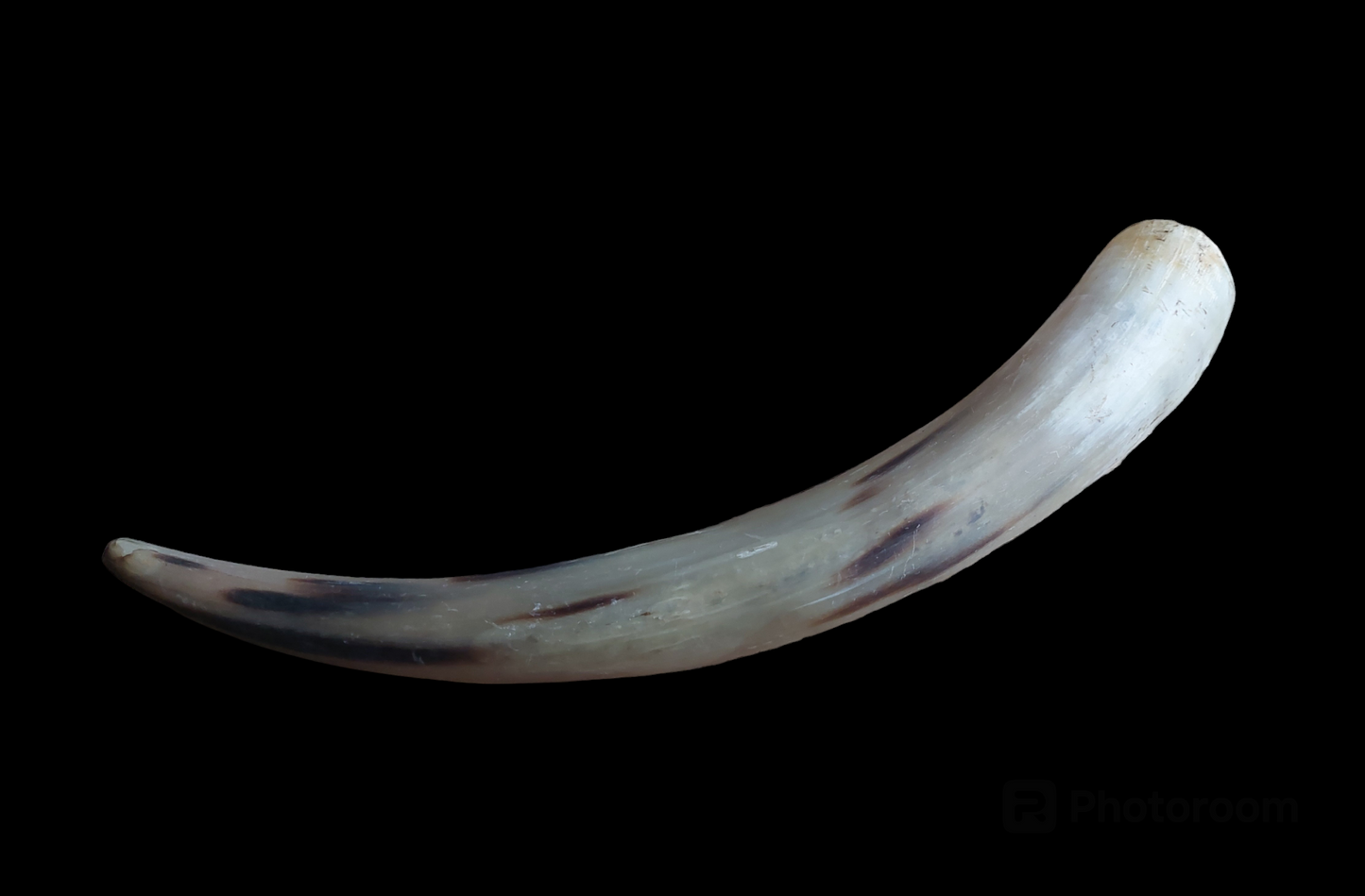 Cow horn