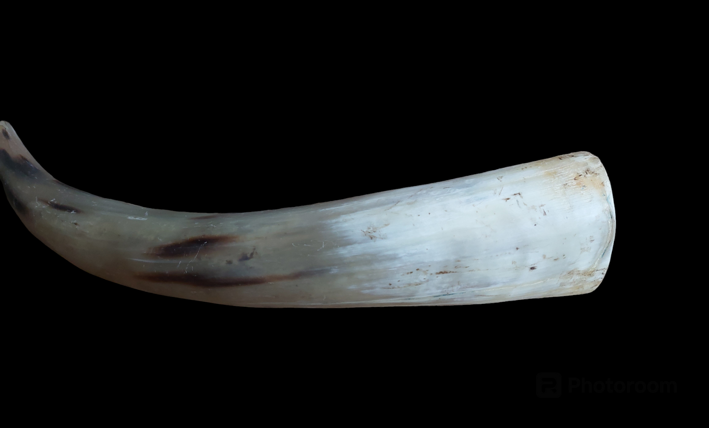 Cow horn