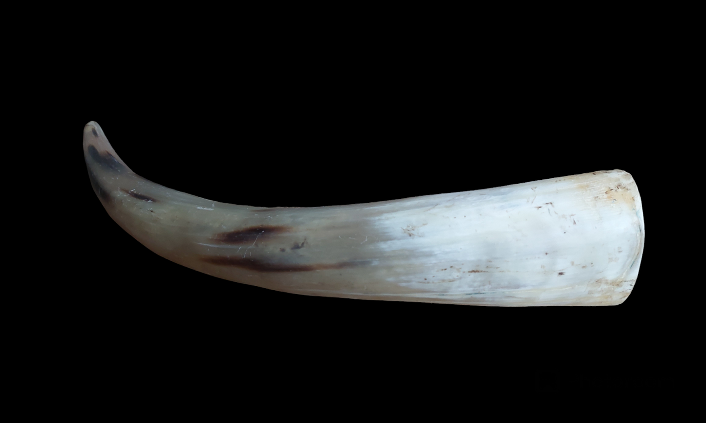 Cow horn