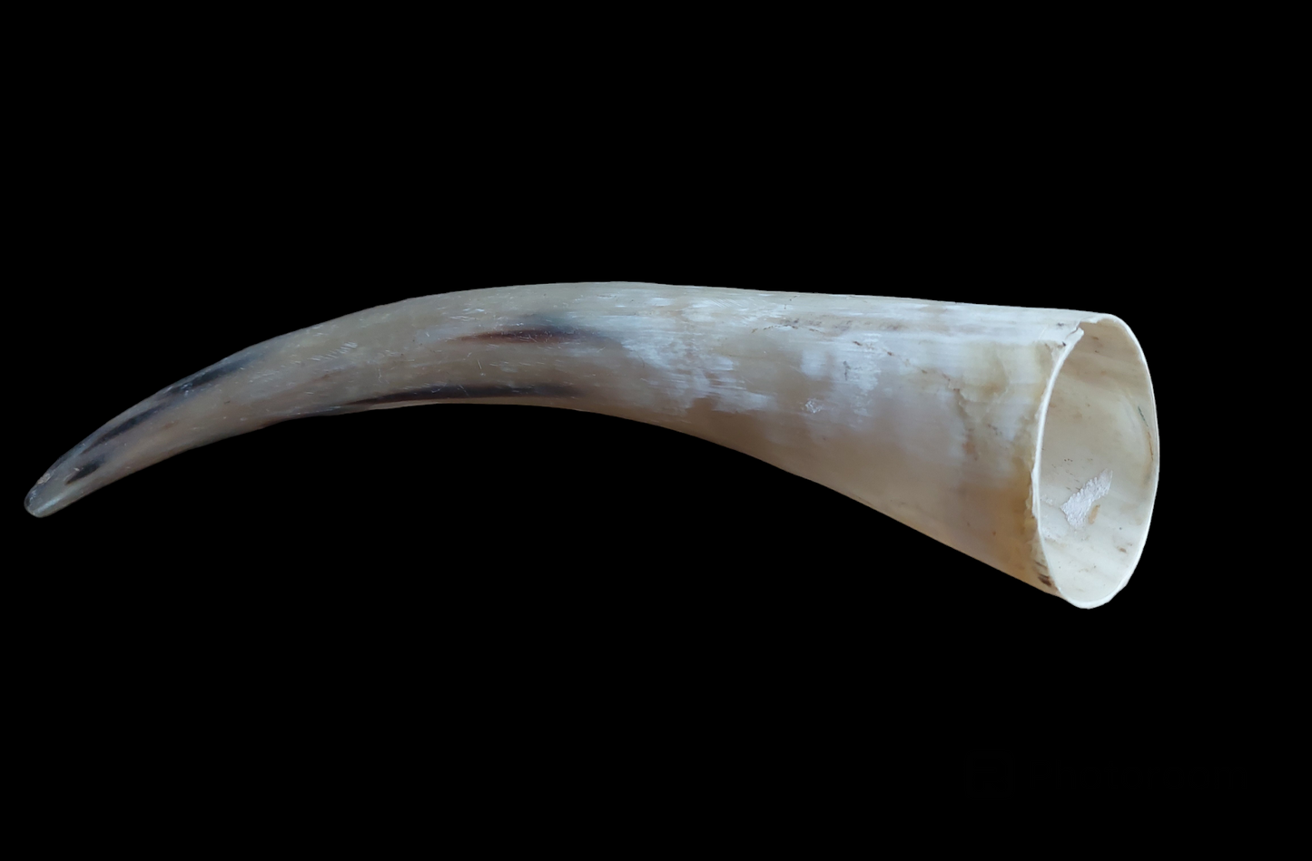 Cow horn