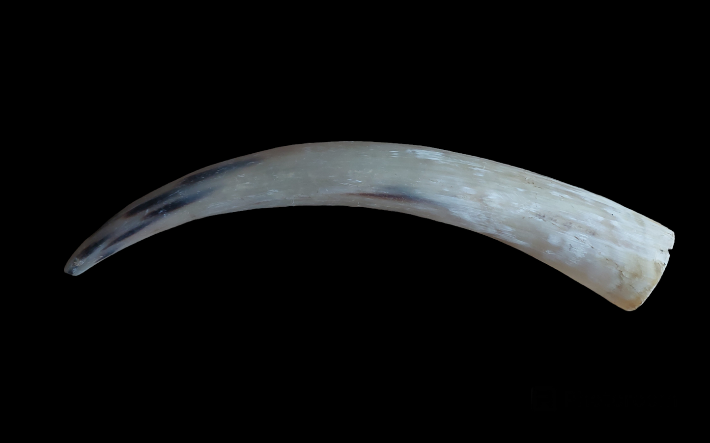 Cow horn