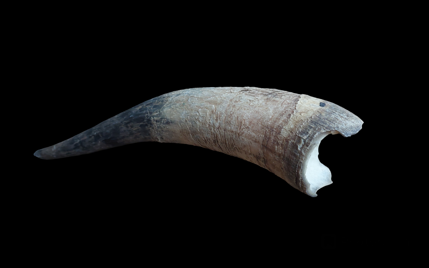 Watusi horn