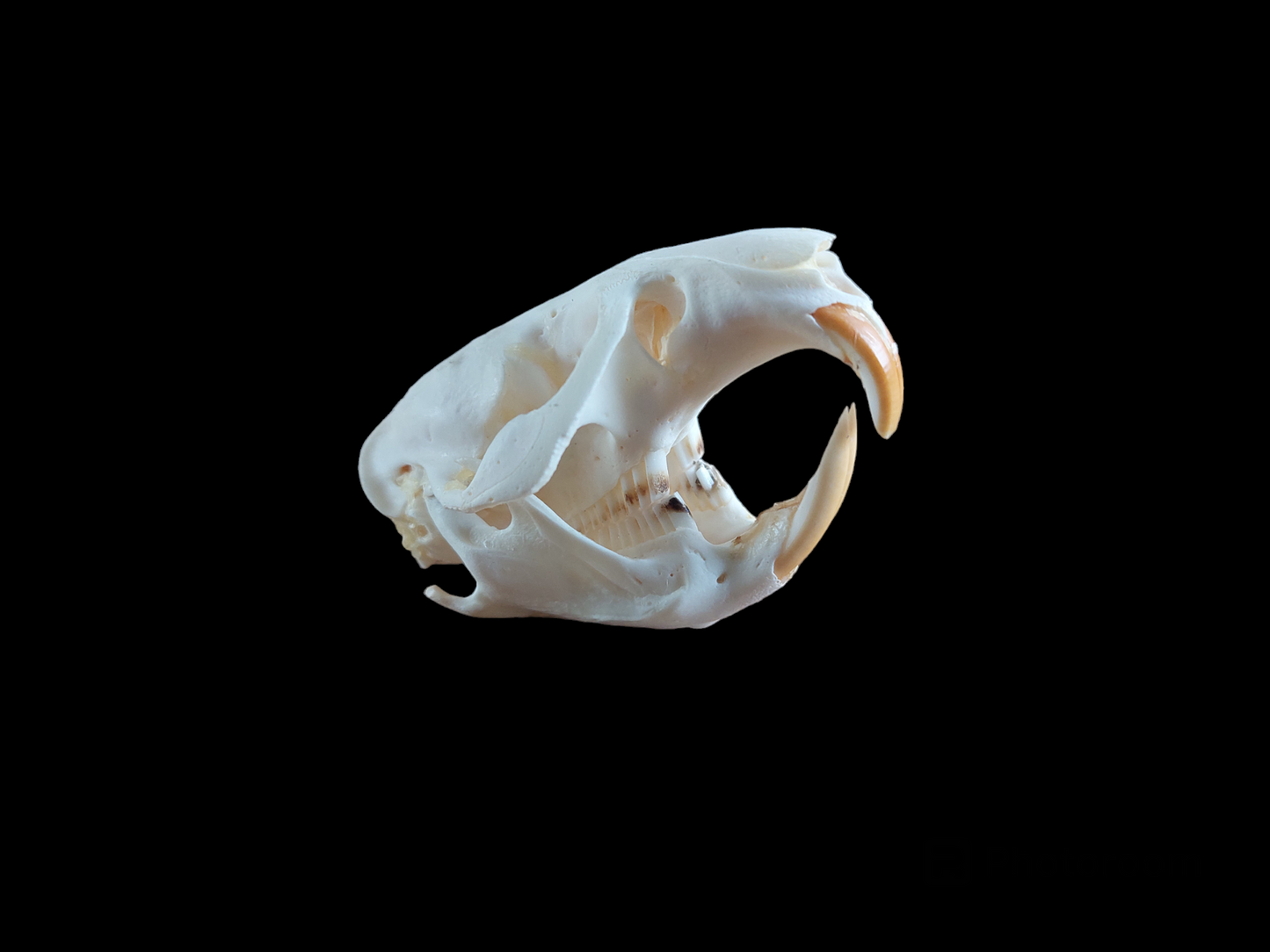 Musk rat skull #4