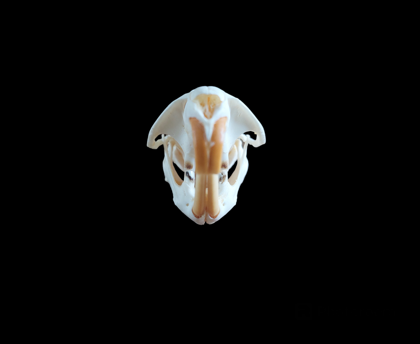 Musk rat skull #4