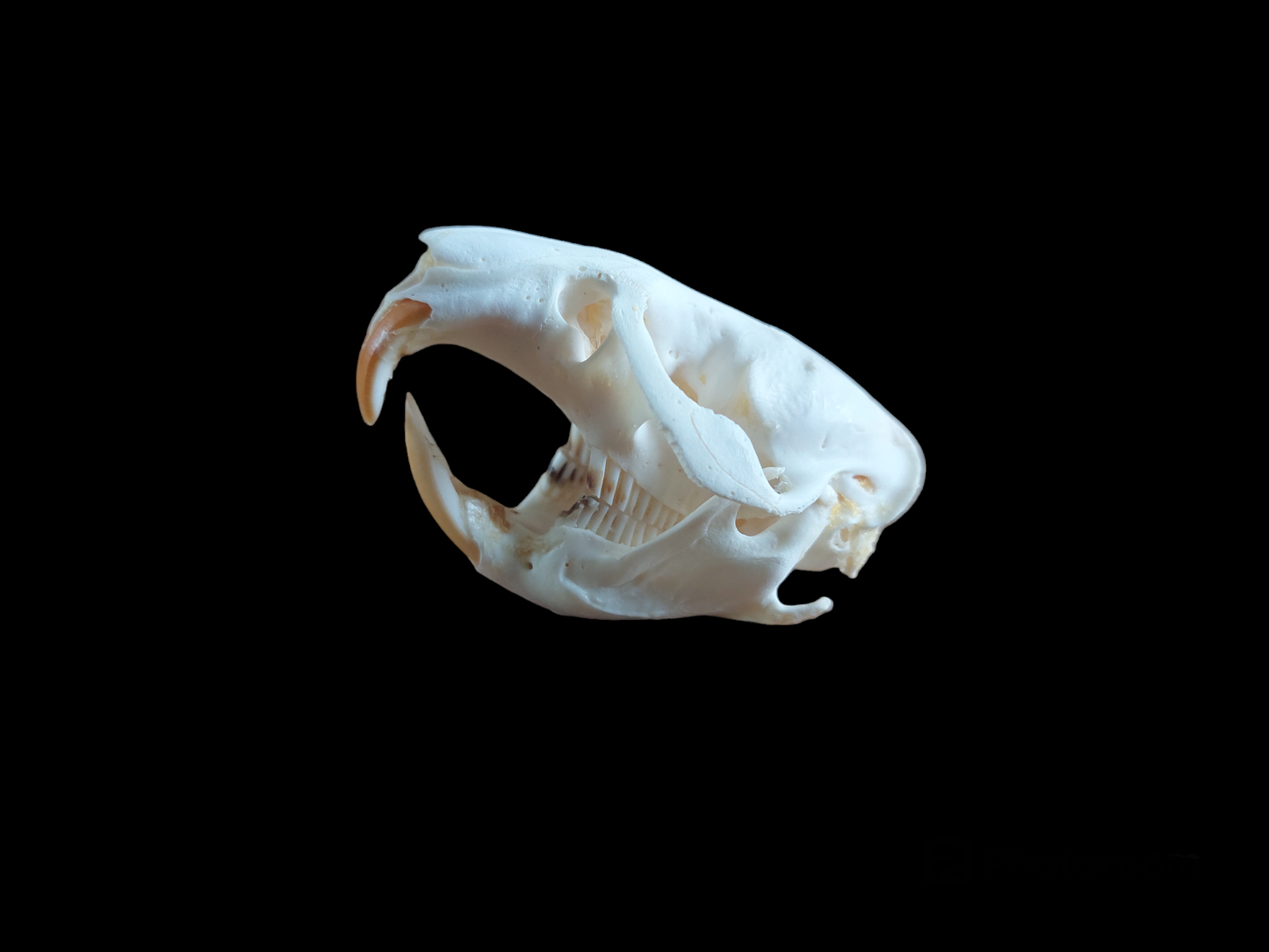 Musk rat skull #4