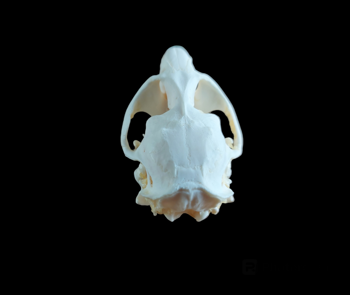 Musk rat skull #4