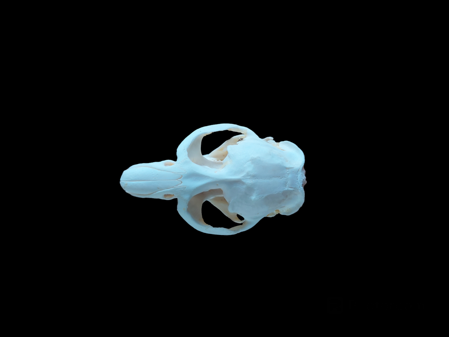 Musk rat skull #4