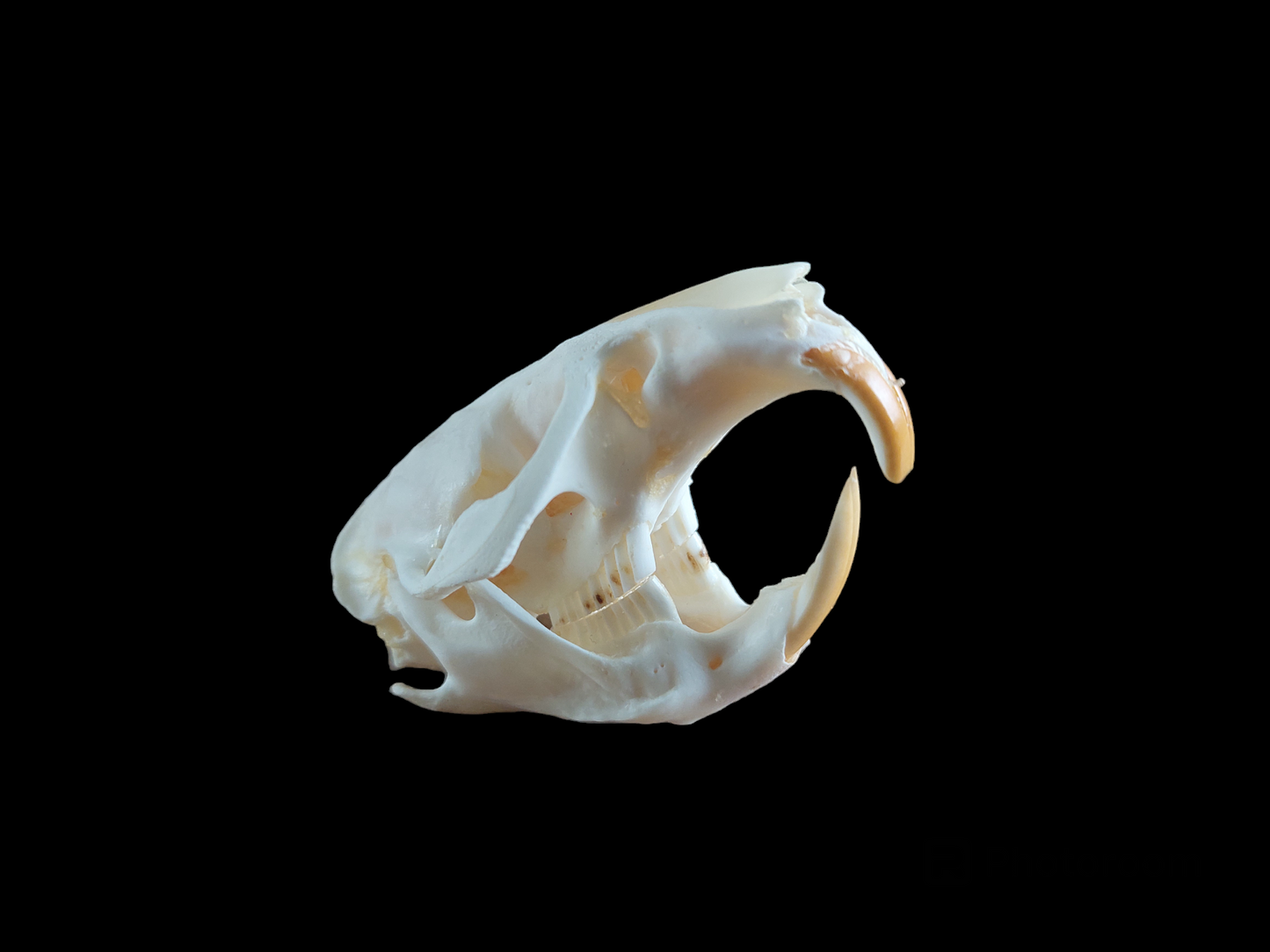 Musk rat skull #5