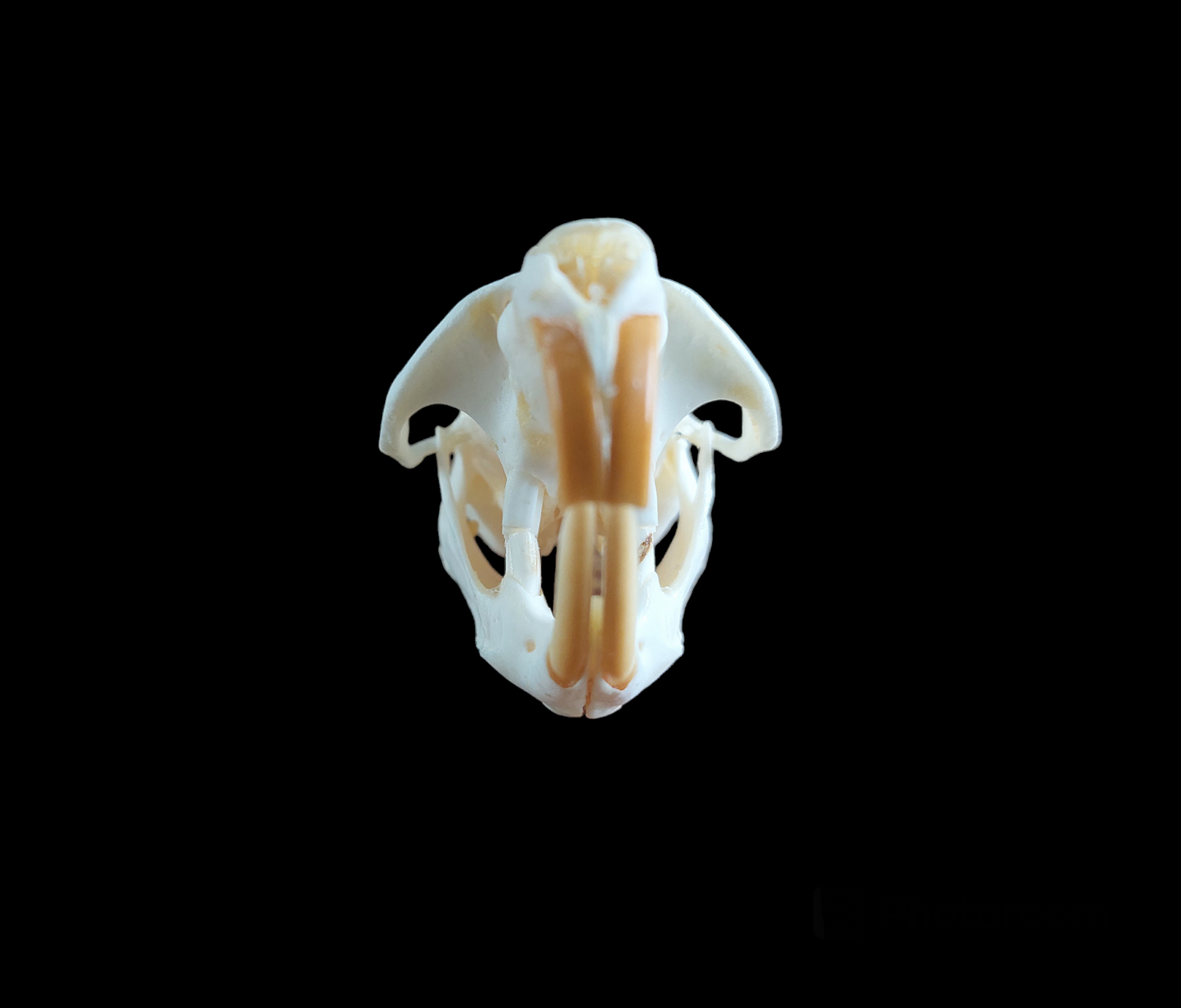 Musk rat skull #5