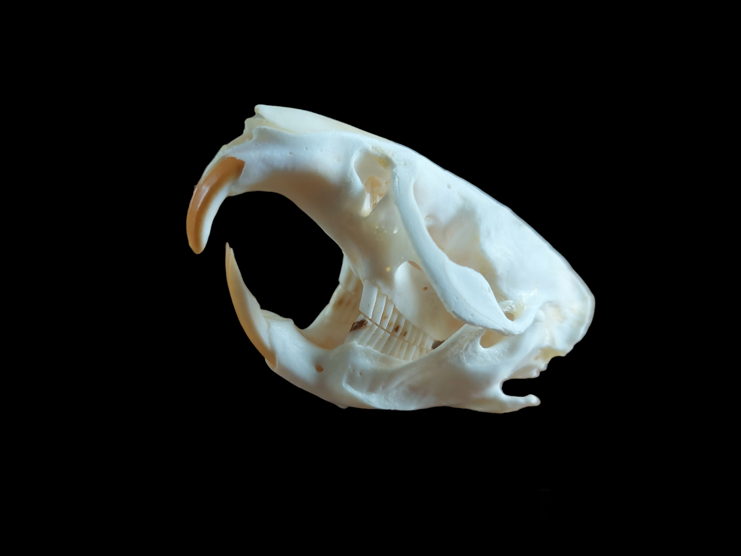 Musk rat skull #5