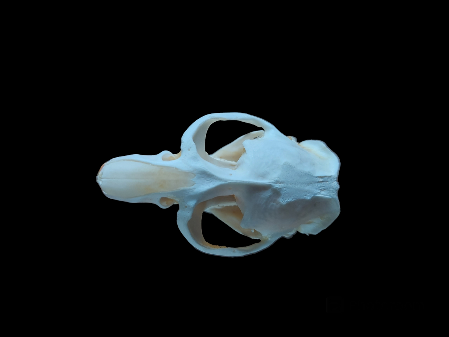 Musk rat skull #5