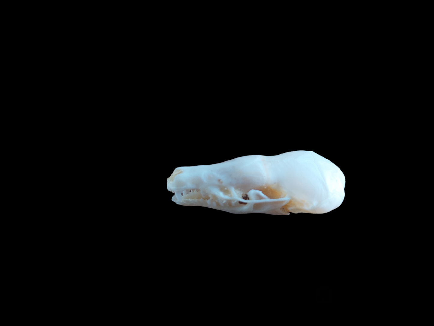 Mole skull #4