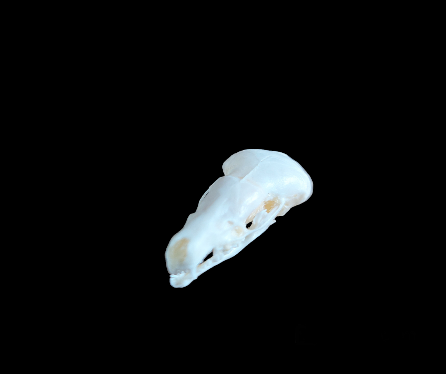 Mole skull #4