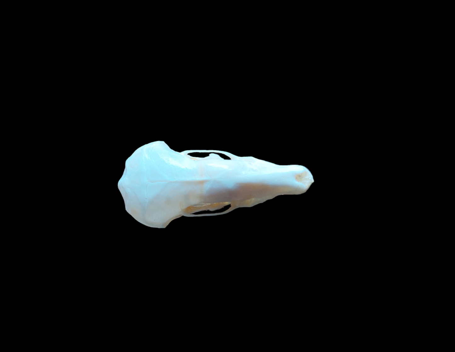 Mole skull #4