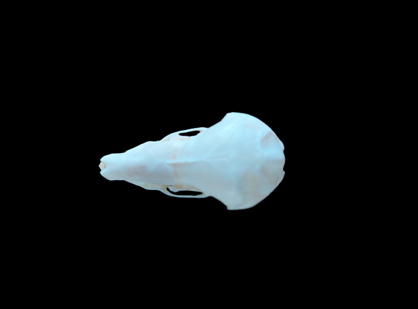 Mole skull #4