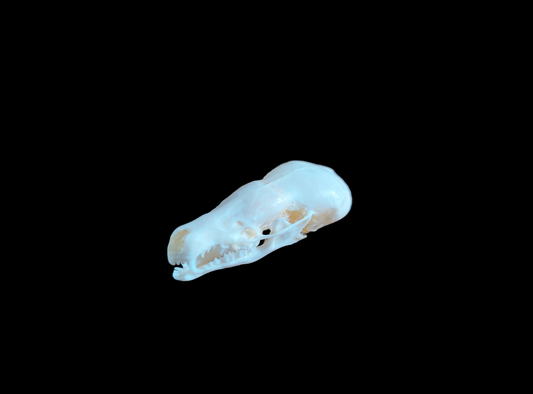 Mole skull #4