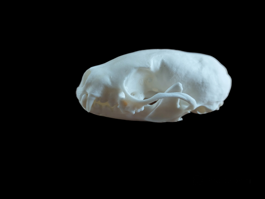 Stone marten skull, B-quality