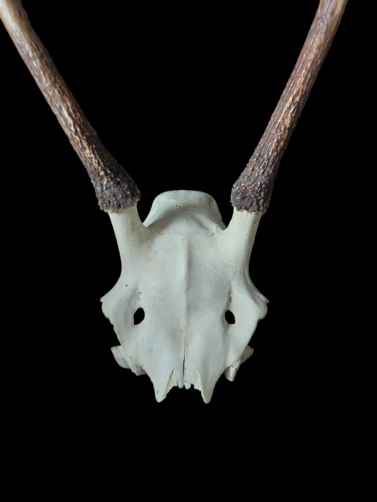 Red deer skull cap