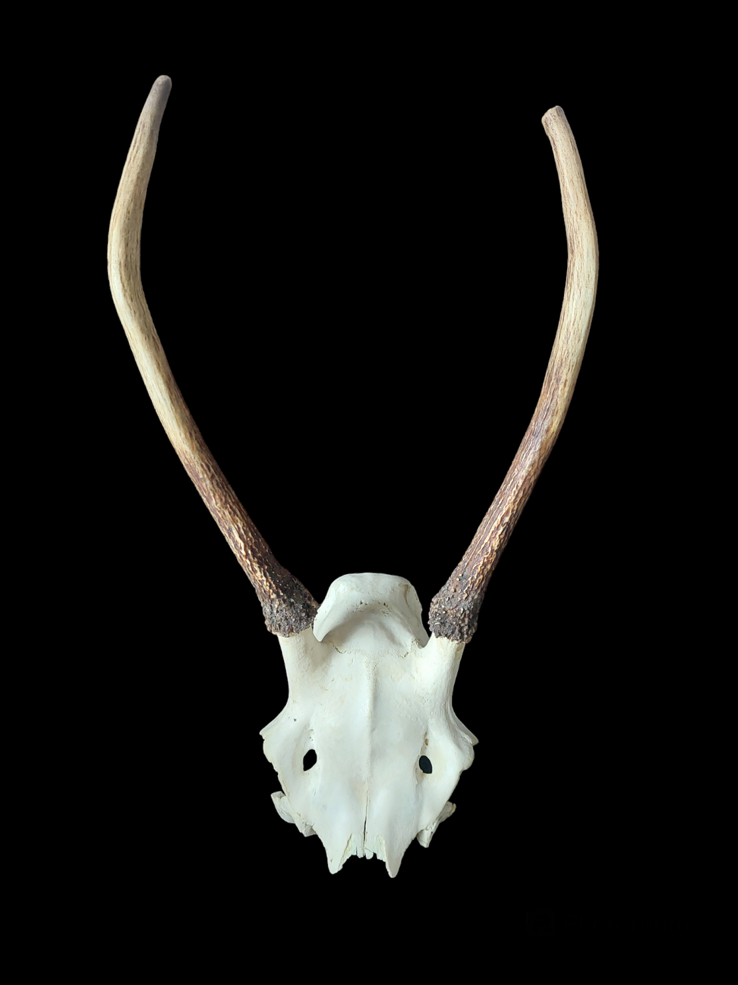 Red deer skull cap