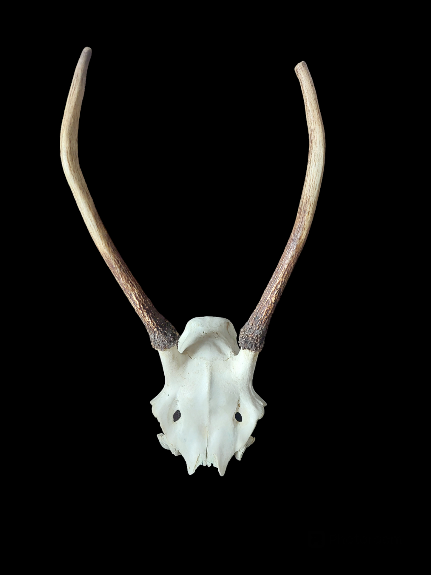 Red deer skull cap