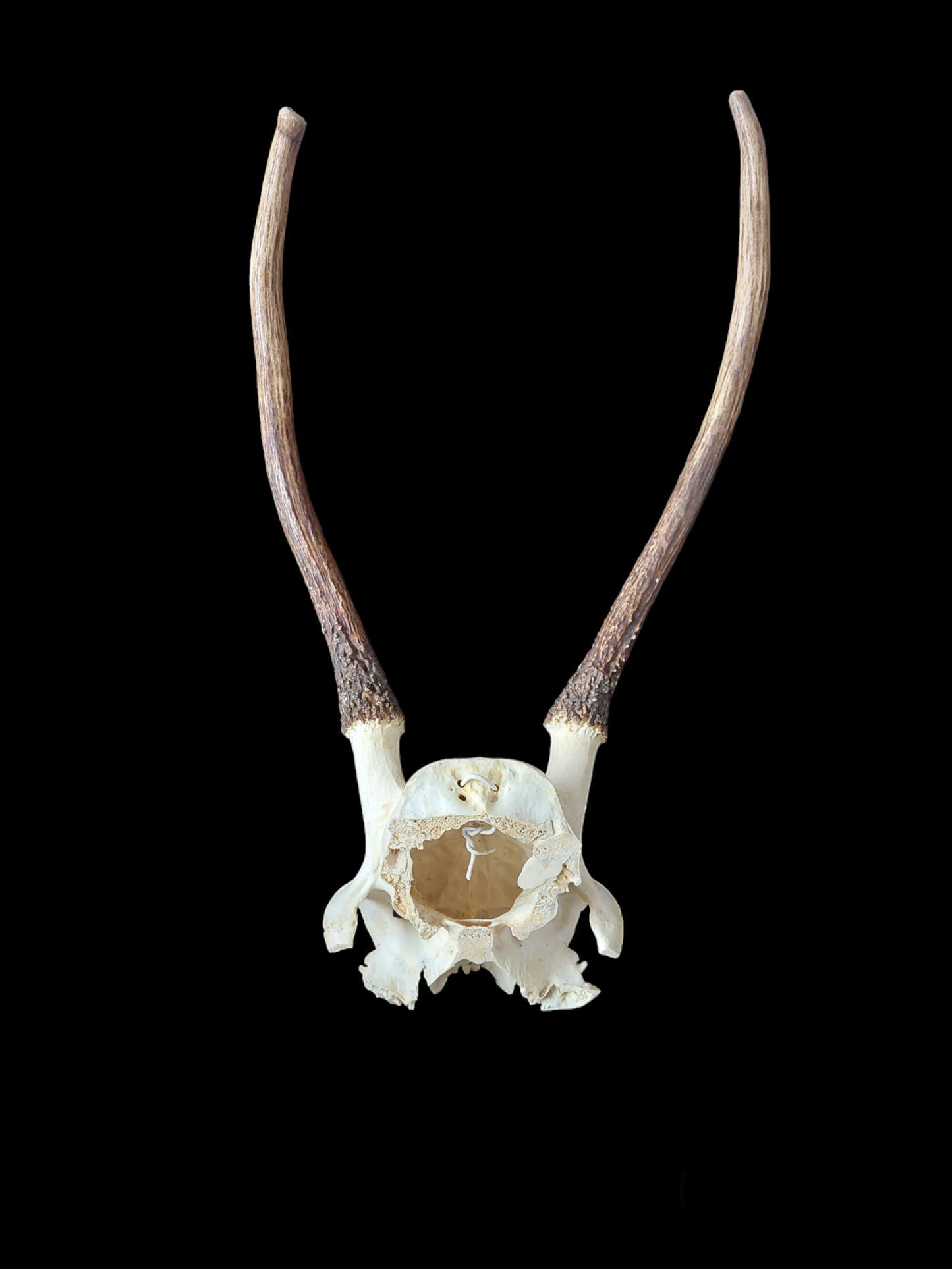 Red deer skull cap