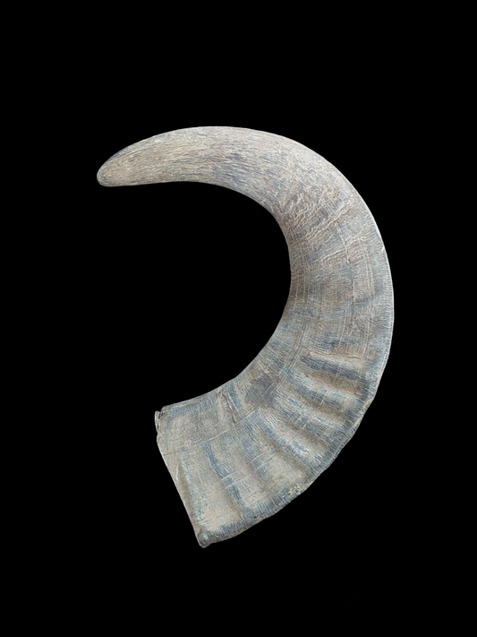 Muflon horn