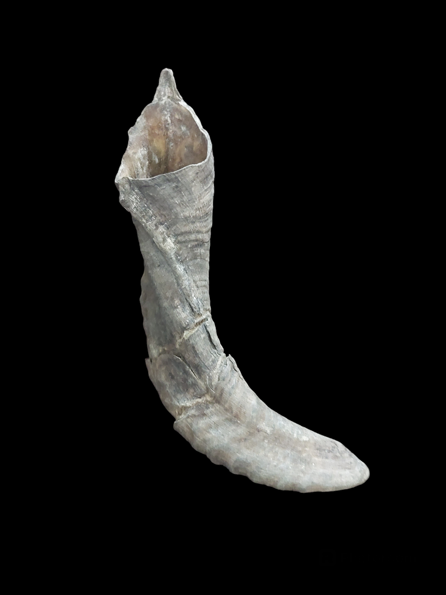 Sheep horn, B-quality