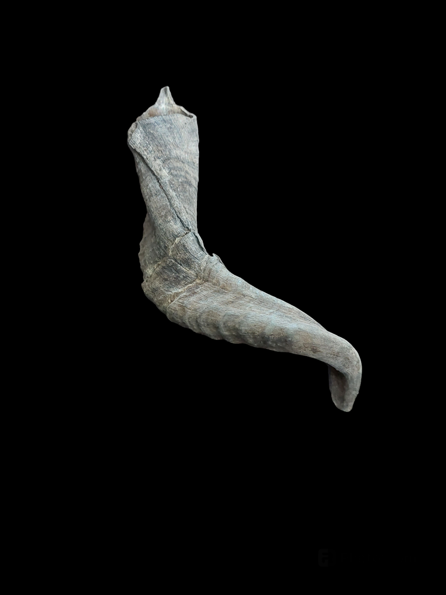 Sheep horn, B-quality