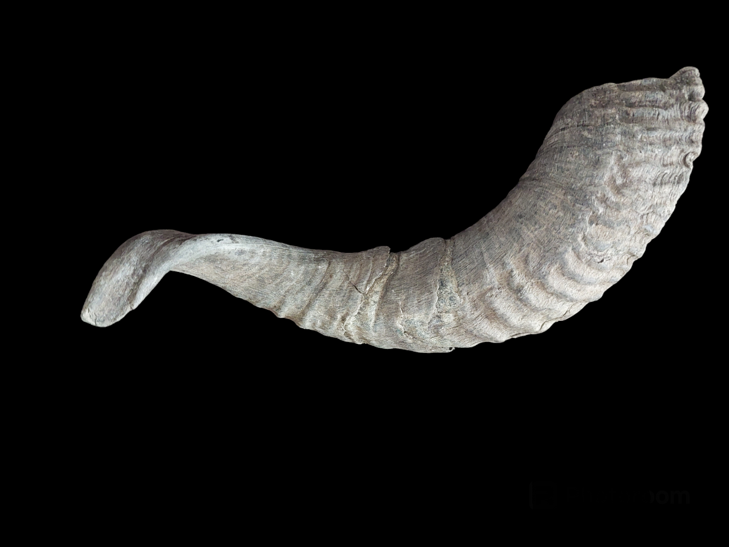 Sheep horn, B-quality