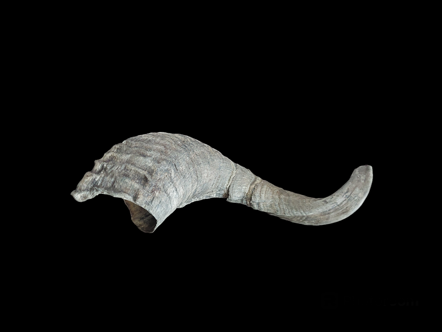 Sheep horn, B-quality