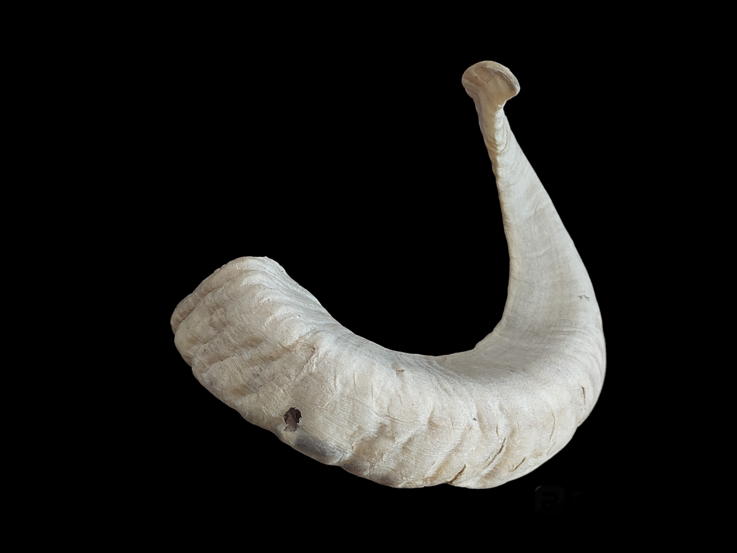 Sheep horn