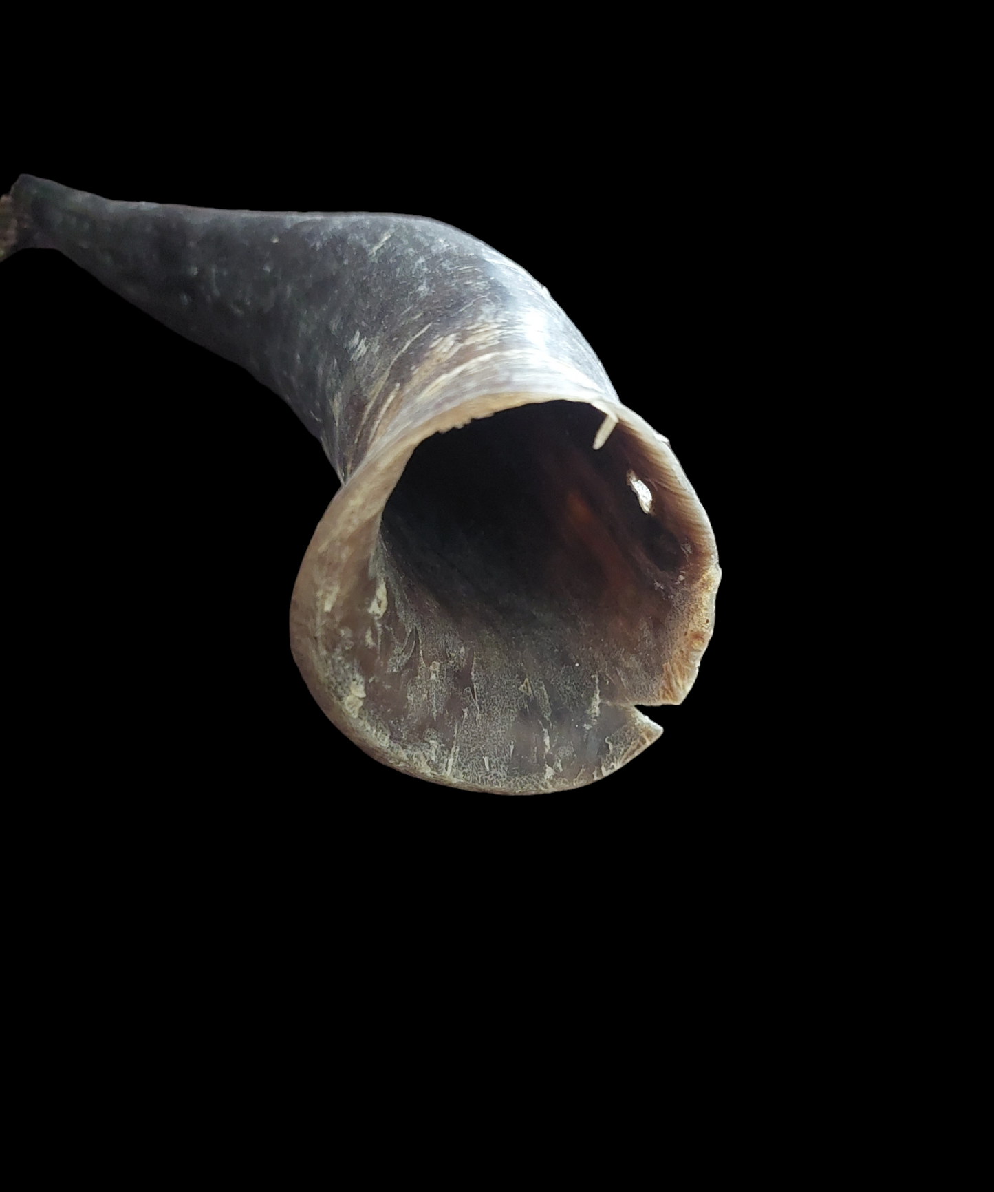 Cow horn, B-quality