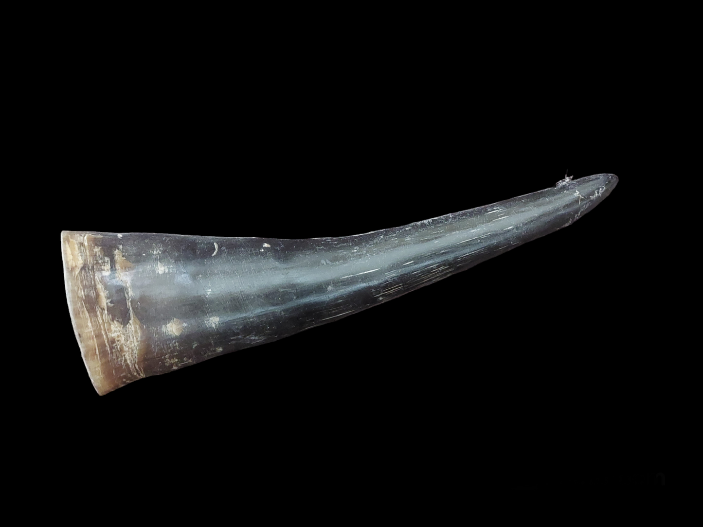 Cow horn, B-quality