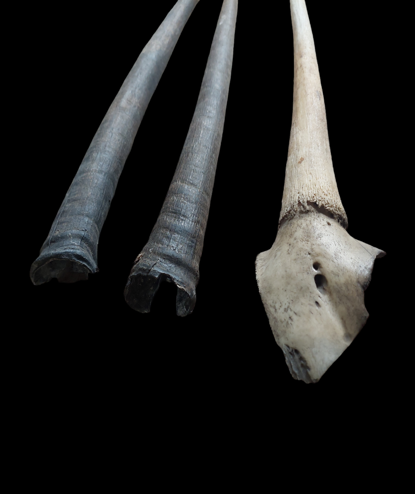 Oryx horns, set of two horns and one hornpit, B-quality