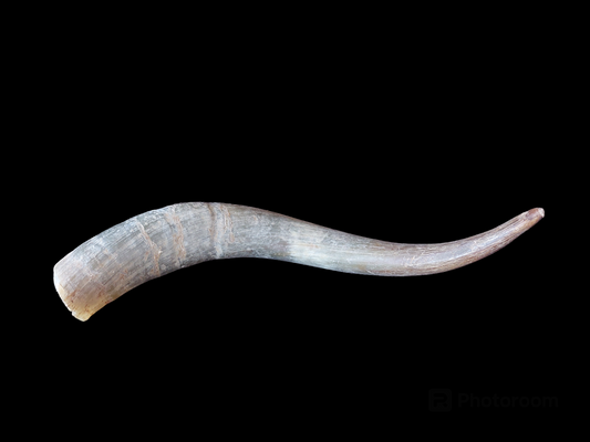 Cow horn