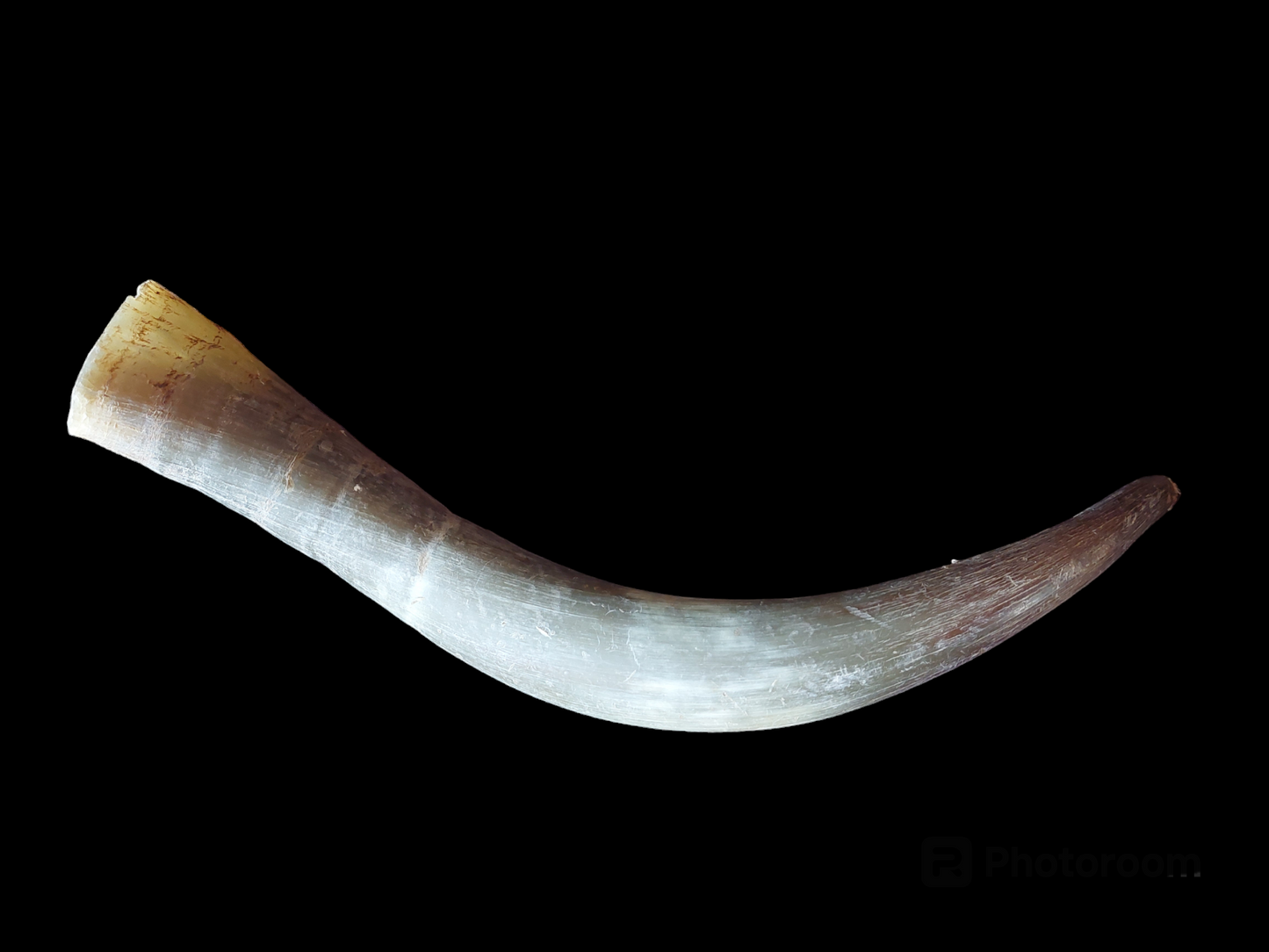 Cow horn