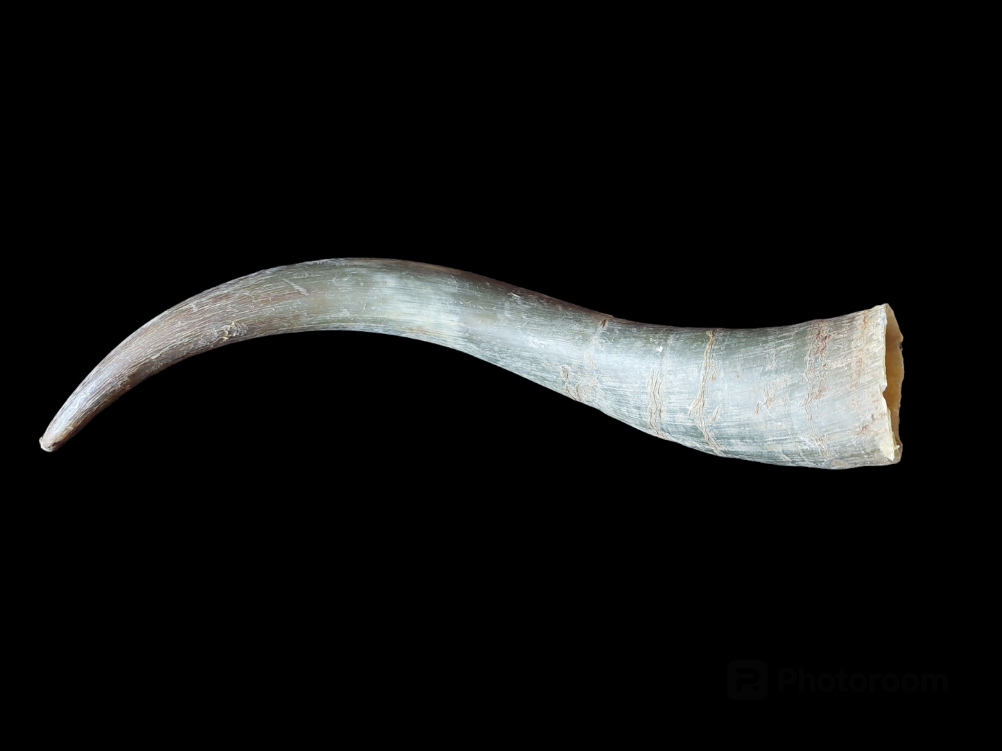 Cow horn