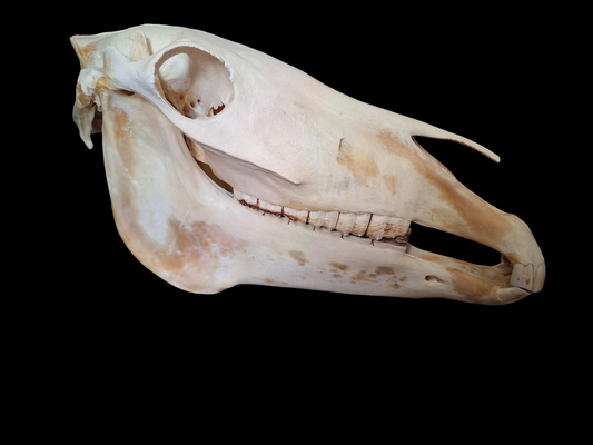 Horse skull