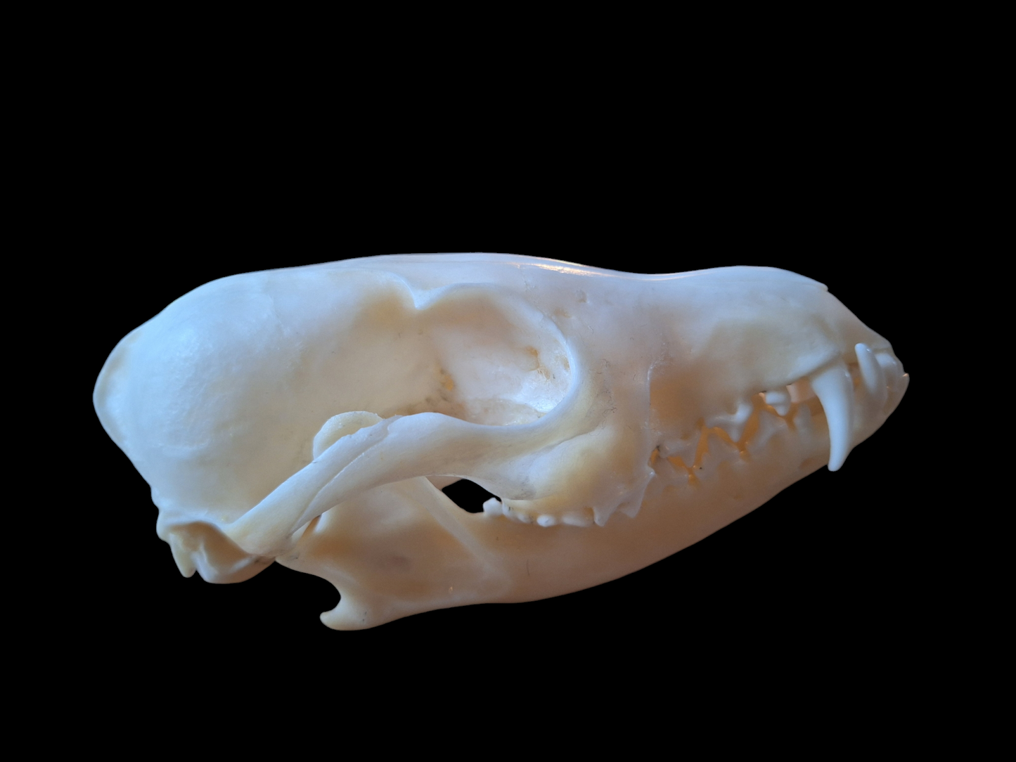 Fox skull #14