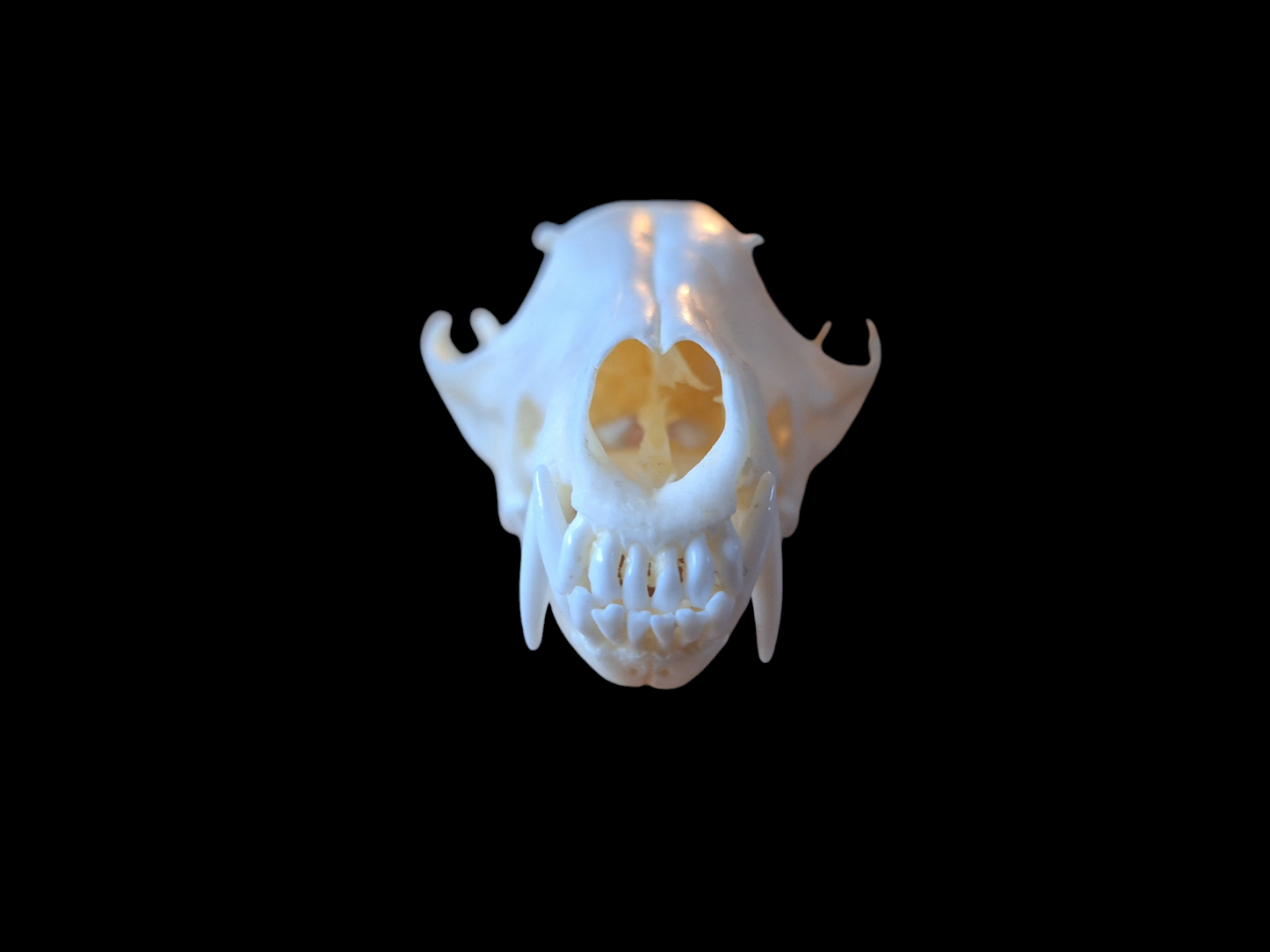 Fox skull #14