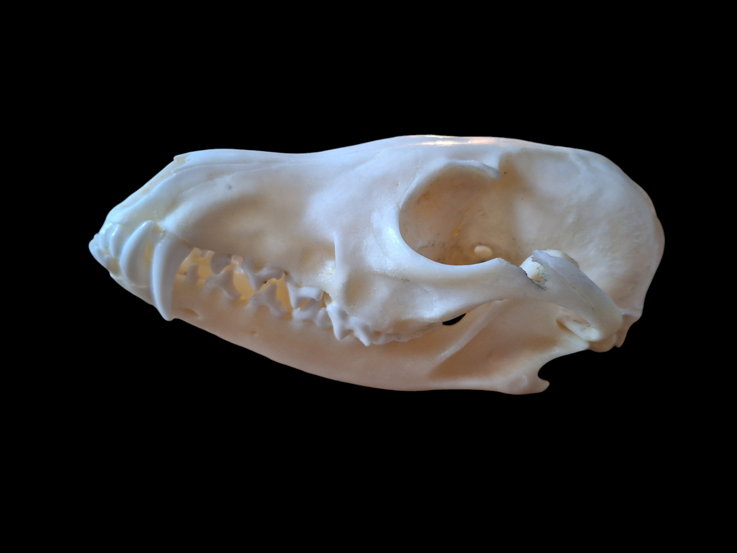 Fox skull #14