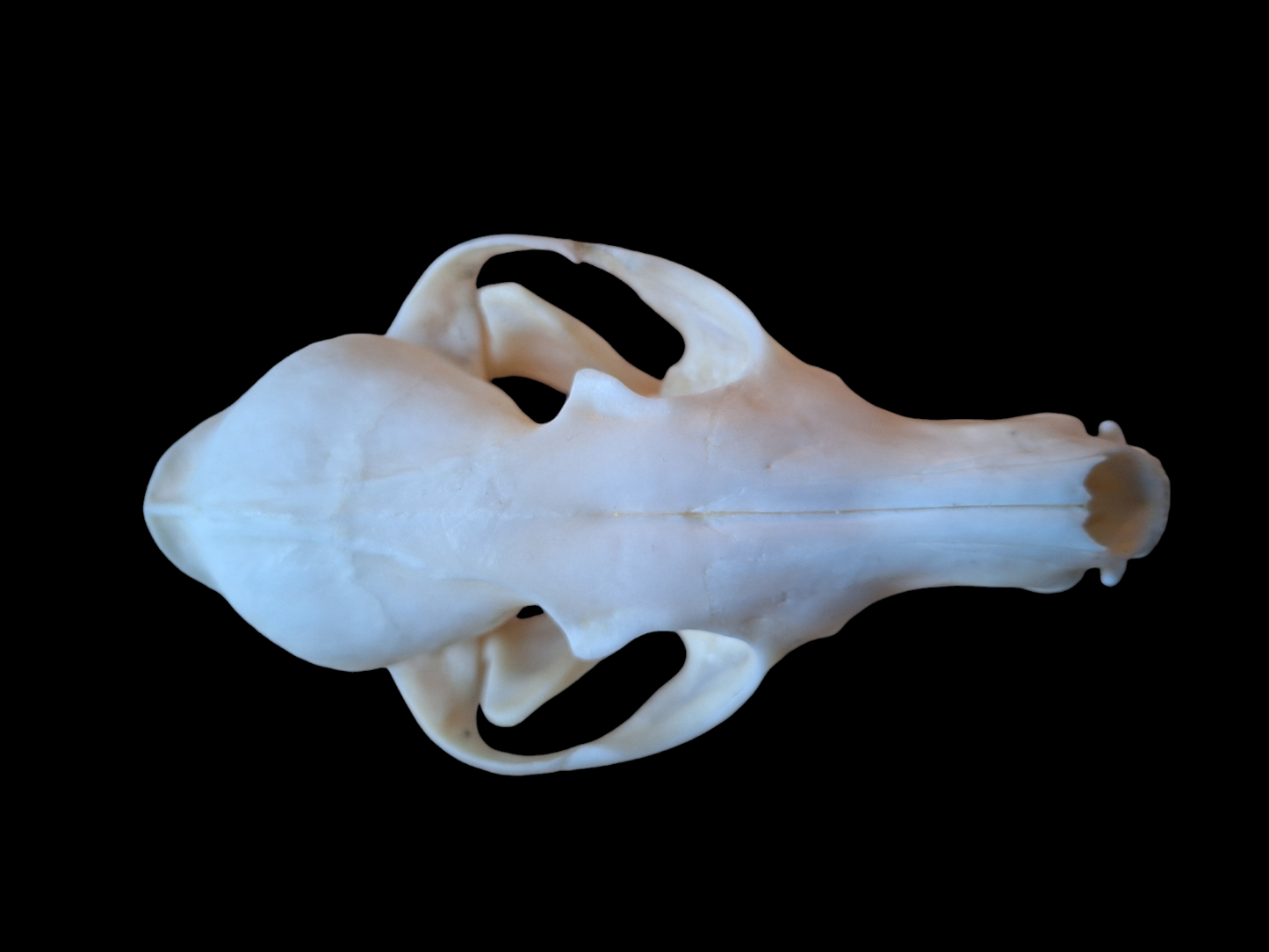 Fox skull #14